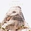 Soothe Albumcover
