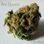 Cannabis Albumcover