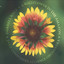 A Wallflower in the Amazon Albumcover
