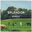 The Splendor