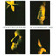 In Your Bright Ray Albumcover