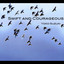 Swift and Courageous Albumcover