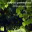 Under the Greenwood Tree Albumcover