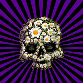The Daisies Photo