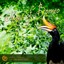 Wild Eden Nature Sounds