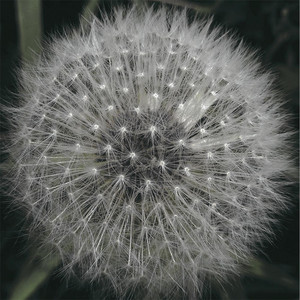 Meanwhile Gardens cover