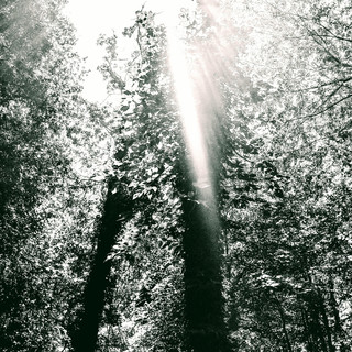 nosuchname Photo