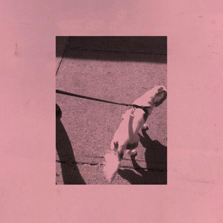 Dogbite Photo