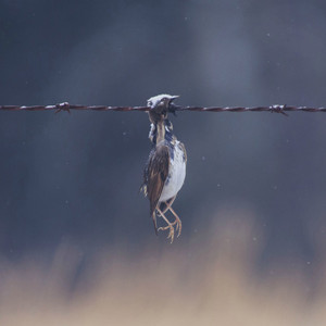 Old Youth Culture cover
