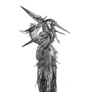 Grand Blue Heron Photo