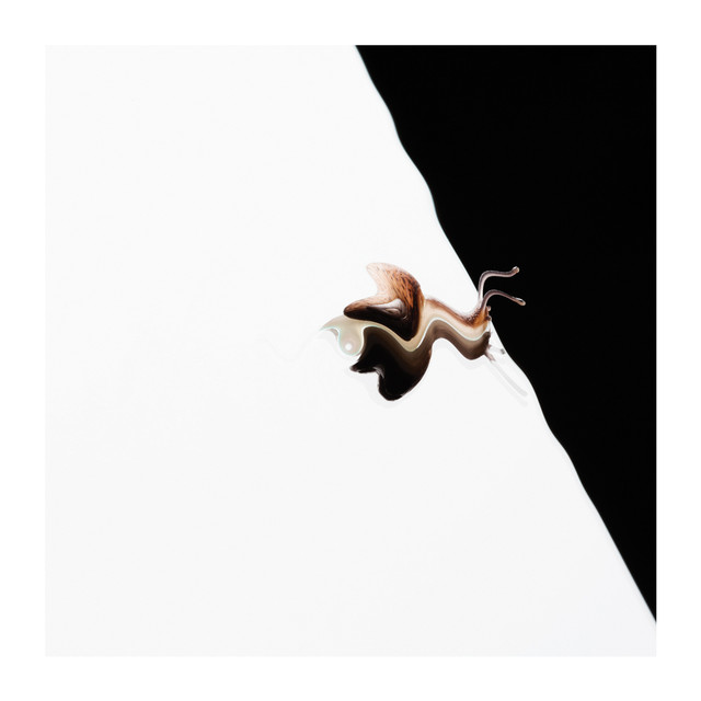Are Animals Different cover