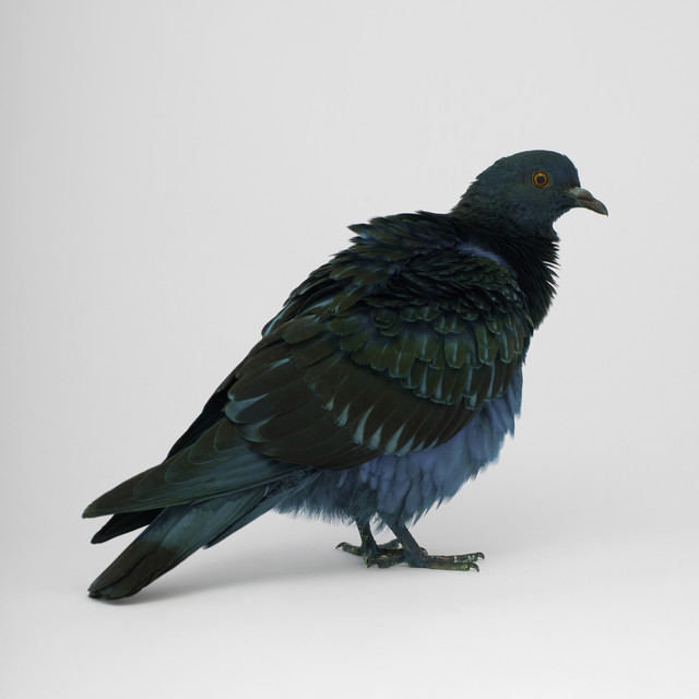 Dancing Pigeons Photo