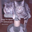 Songs for Hip-kool & Laid-back Kats Albumcover