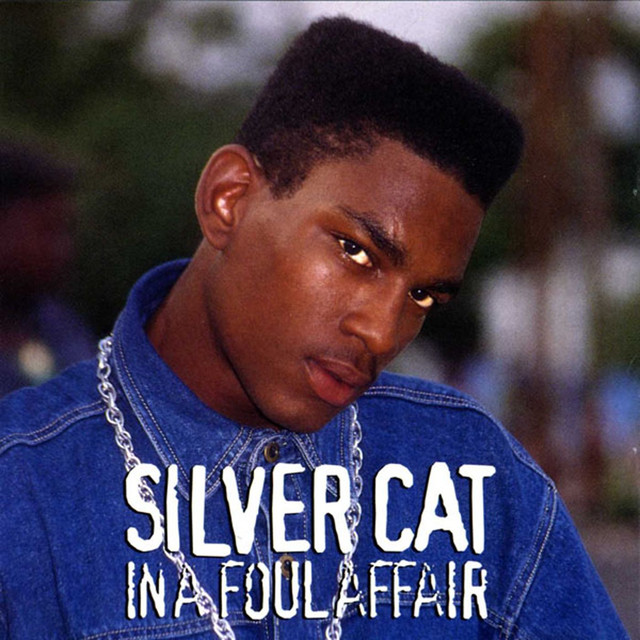 Silver Cat Photo