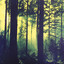 Forests of Witchery Albumcover