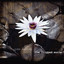 The Lilypad Suite cover