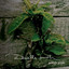 Little Seeds Albumcover