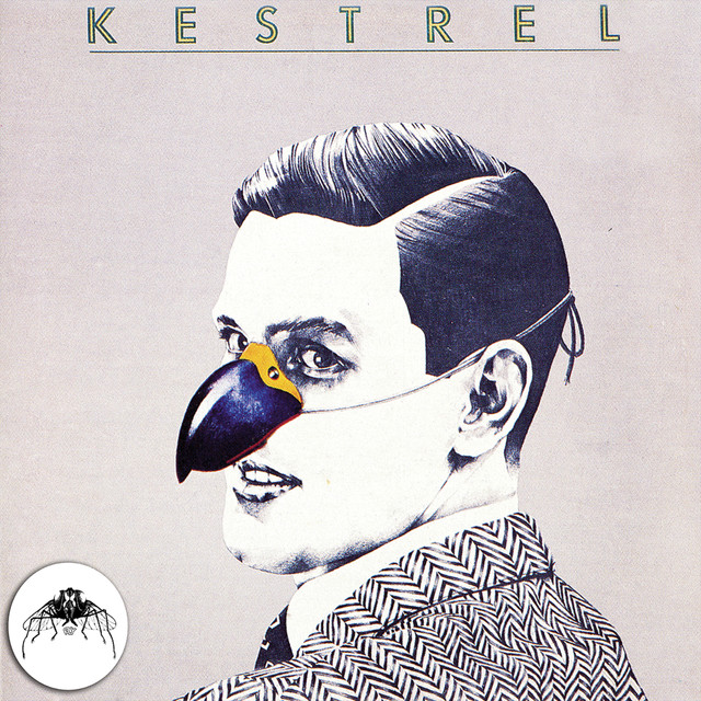 Kestrel photo