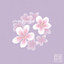 plum blossom cover