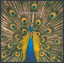 Expecting to Fly cover