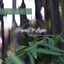 Path of Light: Music for Energy Healing, Vol. 1 Albumcover