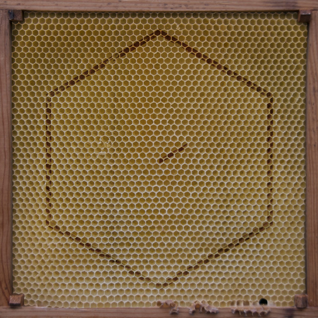 Beekeeper (incl. Home Ep) cover