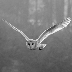 Characters From Books