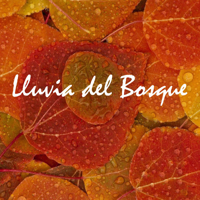 Bosque photo