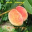 The Lonely Peach Albumcover