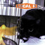Pack Up the Cats cover