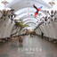 Tropical cover