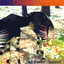 Okapi Albumcover