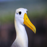 Albatros profile