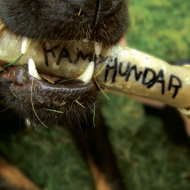 Kamphundar Photo