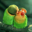 Tierische Liebeslieder und Schlaflieder Albumcover
