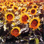 Individuals cover