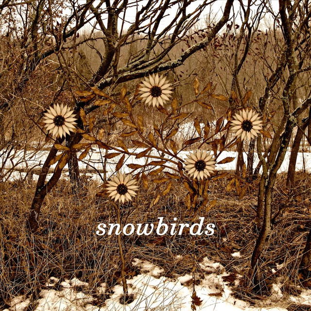 Snowbirds Photo