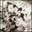 Herbarium Albumcover
