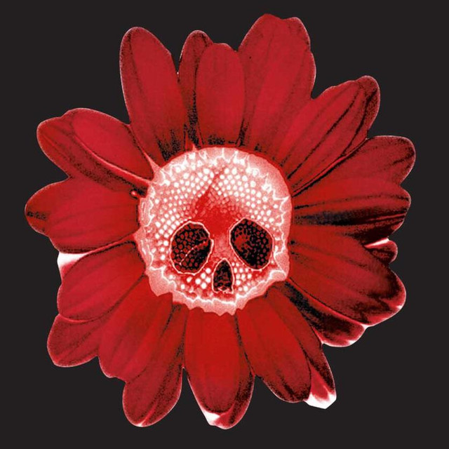 Dead Flowers photo