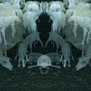 Antico cover