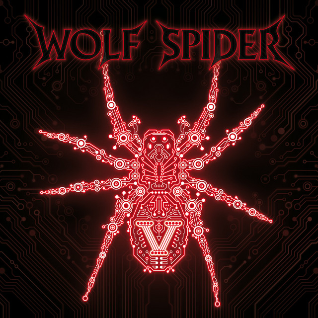 Wolf Spider Photo