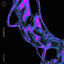 Sirens (Denney Remix) Icarus