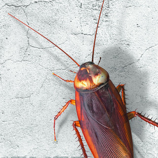 Cockroach Clan Photo