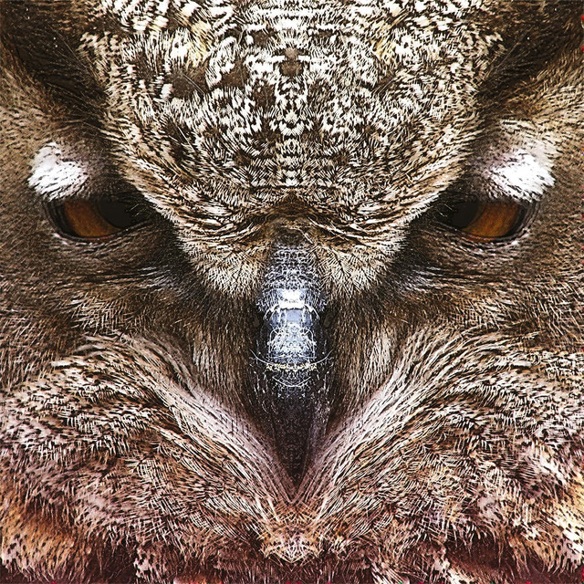 Dirty Owl Photo