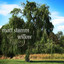 Willow Albumcover