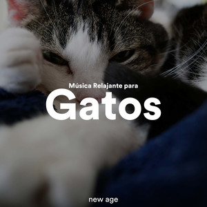 Música Relajante para Gatos cover