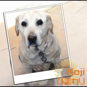 kouji