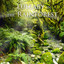 Lullaby in the Rainforest Albumcover