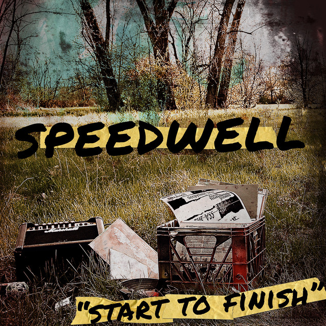 Speedwell Photo
