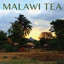 Malawi Tea Albumcover